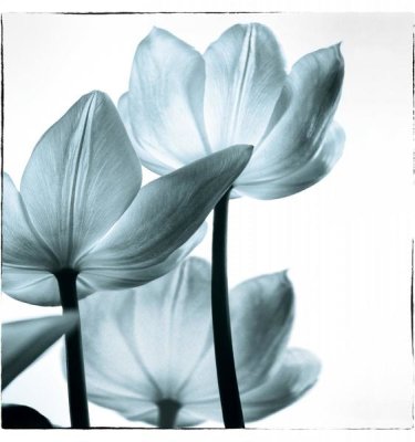 Debra Van Swearingen - Translucent Tulips III Sq Aqua