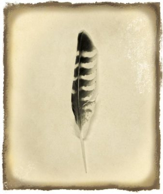 Debra Van Swearingen - Feather IV Vintage