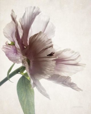 Debra Van Swearingen - Translucent Peony II