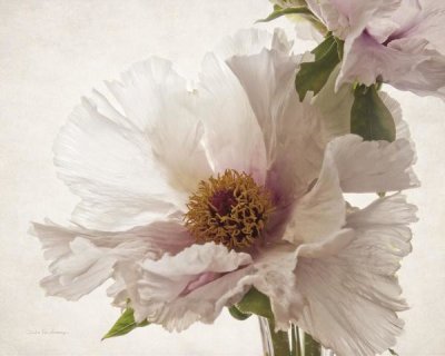 Debra Van Swearingen - Translucent Peony V