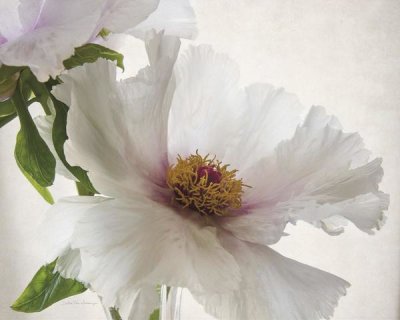 Debra Van Swearingen - Translucent Peony VI