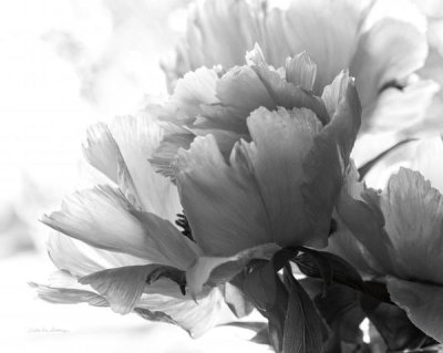 Debra Van Swearingen - Translucent Peony I - BW