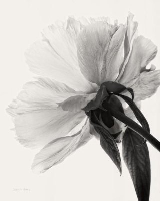 Debra Van Swearingen - Translucent Peony III - BW