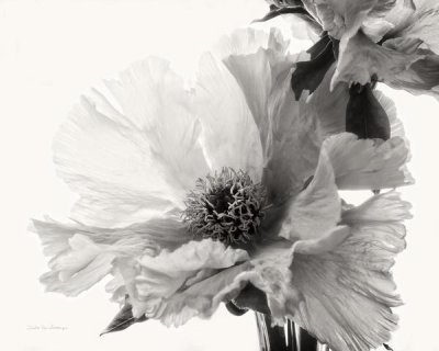 Debra Van Swearingen - Translucent Peony V - BW