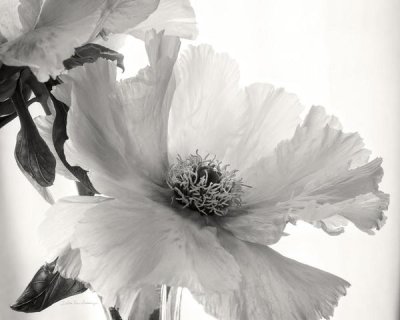 Debra Van Swearingen - Translucent Peony VI - BW