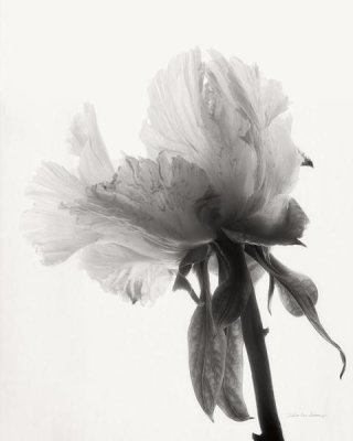 Debra Van Swearingen - Translucent Peony VIII - BW