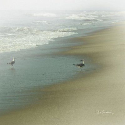 Sue Schlabach - Seabirds