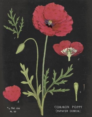 Sue Schlabach - Poppy Chart