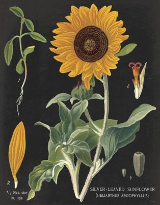 Sue Schlabach - Sunflower Chart