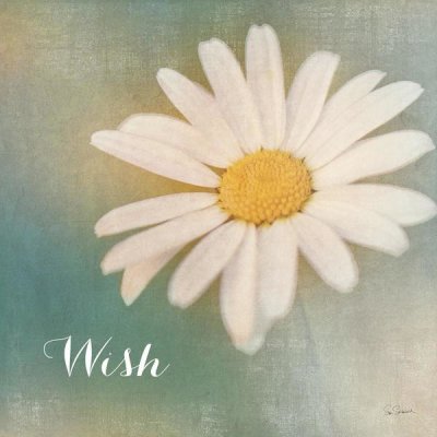 Sue Schlabach - Daisy Wishes