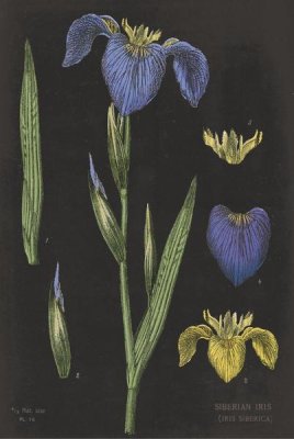 Sue Schlabach - Iris Chart