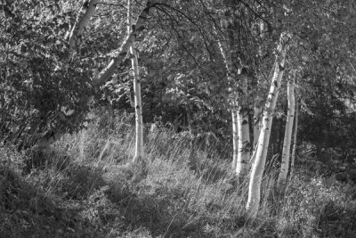 Sue Schlabach - Sunlit Birches II