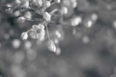 Sue Schlabach - Blush Blossoms II BW