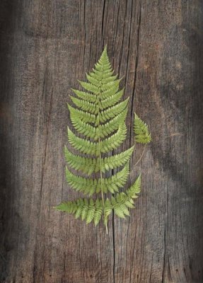 Sue Schlabach - Woodland Fern IV