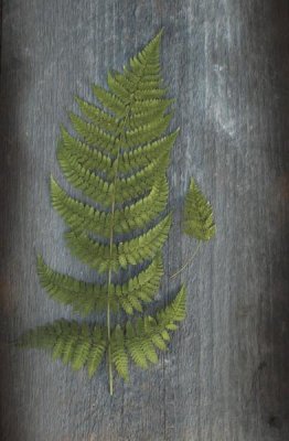 Sue Schlabach - Woodland Fern V