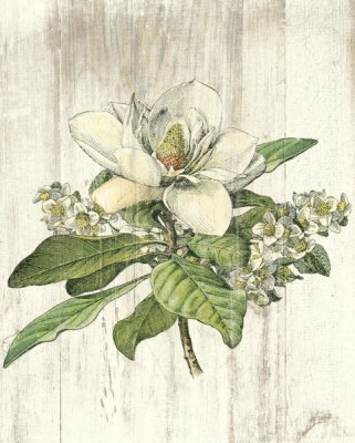 Sue Schlabach - Magnolia de Printemps no Words