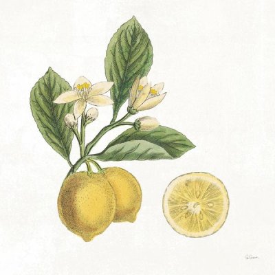 Sue Schlabach - Classic Citrus I