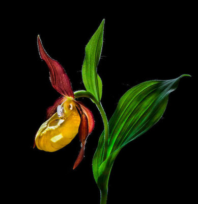 Nora De Angelli - Macro Close-Up Photograph Of The Lady's Slipper Orchid