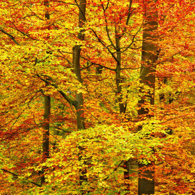 Frank Krahmer - Triptych - Beech forest in autumn, Kassel, Germany - Left Panel