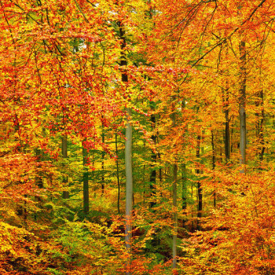 Frank Krahmer - Triptych - Beech forest in autumn, Kassel, Germany - Center Panel