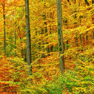 Frank Krahmer - Triptych - Beech forest in autumn, Kassel, Germany - Right Panel