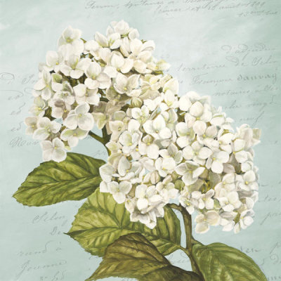 Remy Dellal - Hydrangeas III (Aqua)