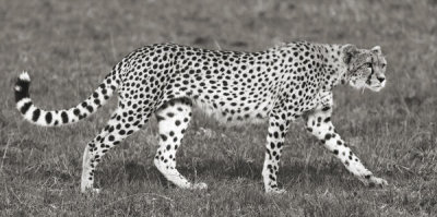 Pangea Images - Cheetah Hunting, Masai Mara