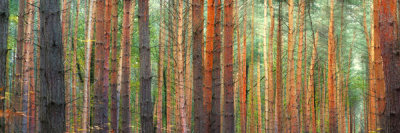 Pangea Images - Colors of the Woods