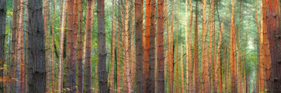 Pangea Images - Colors of the Woods