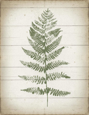 Moira Hershey - Fern Print II v2