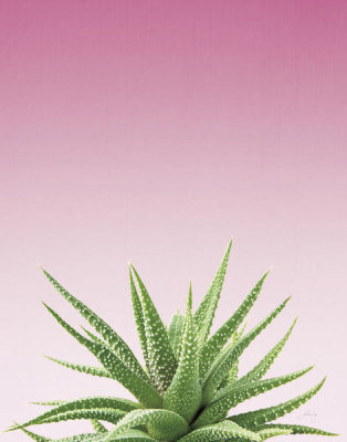 Felicity Bradley - Succulent Simplicity I Pink Ombre Crop