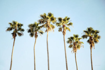 Laura Marshall - Endless Summer V