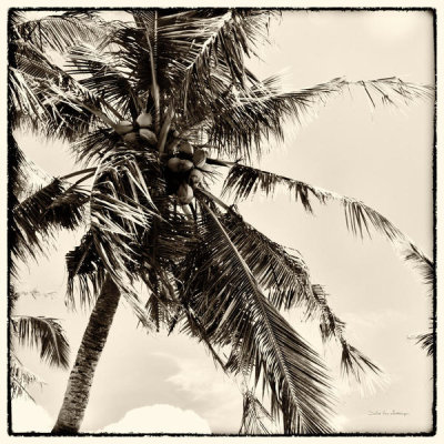 Debra Van Swearingen - Palm Tree Sepia II