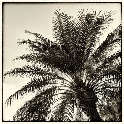Debra Van Swearingen - Palm Tree Sepia I