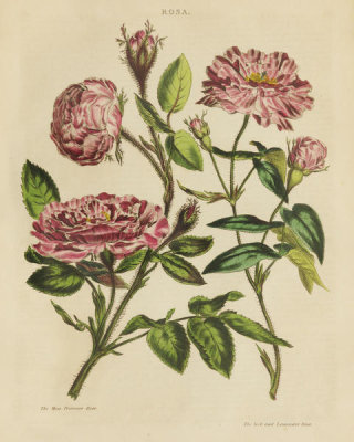 Wild Apple Portfolio - Herbal Botany XVIII v2 Crop