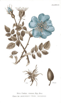 Wild Apple Portfolio - Conversations on Botany IV on White with Blue