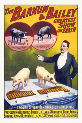 Hollywood Photo Archive - The Barnum & Bailey Greatest Show On Earth--Troupe Of Very Remarkable Trained Pigs