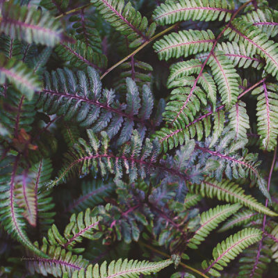 Laura Marshall - Funky Ferns V