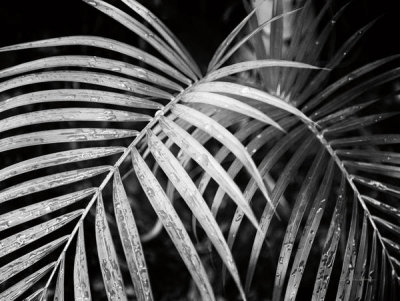 Debra Van Swearingen - Palm Fronds