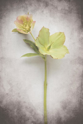 Felicity Bradley - Vintage Hellebore Study II