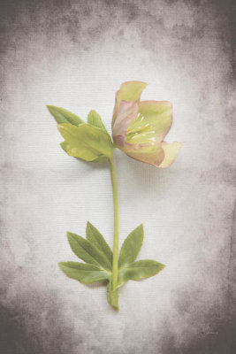 Felicity Bradley - Vintage Hellebore Study III