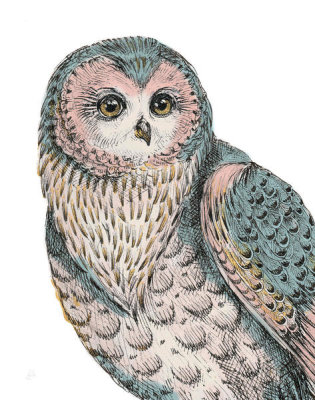 Daphne Brissonnet - Beautiful Owls IV Pastel