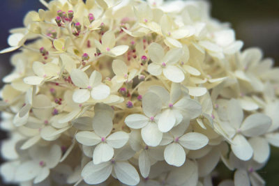 Felicity Bradley - Hydrangea Delight I