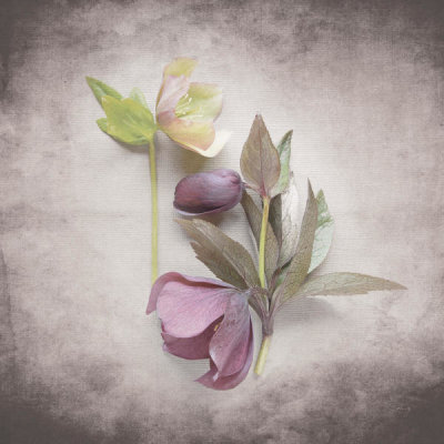 Felicity Bradley - Vintage Hellebore Study VII