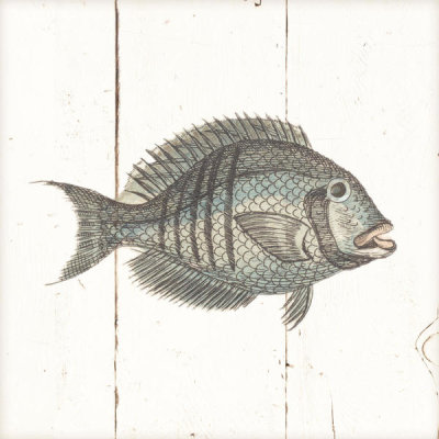 Wild Apple Portfolio - Fish Sketches I Shiplap