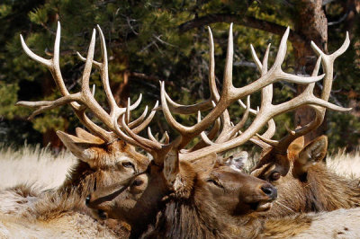 Vic Schendel - Antler Show