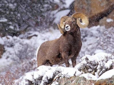 Vic Schendel - Bighorn Ram in Winter