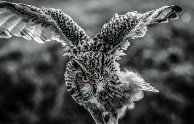 European Master Photography - Wise Owl 4 black & white