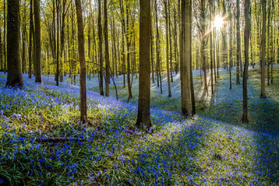 European Master Photography - Fairytale Forest Sunlight 2