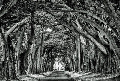 European Master Photography - Cypress Trees black&white